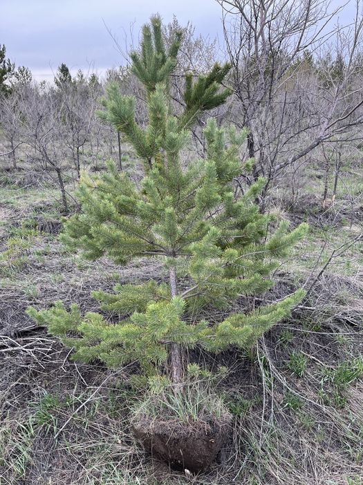 Сосна обыкновенная