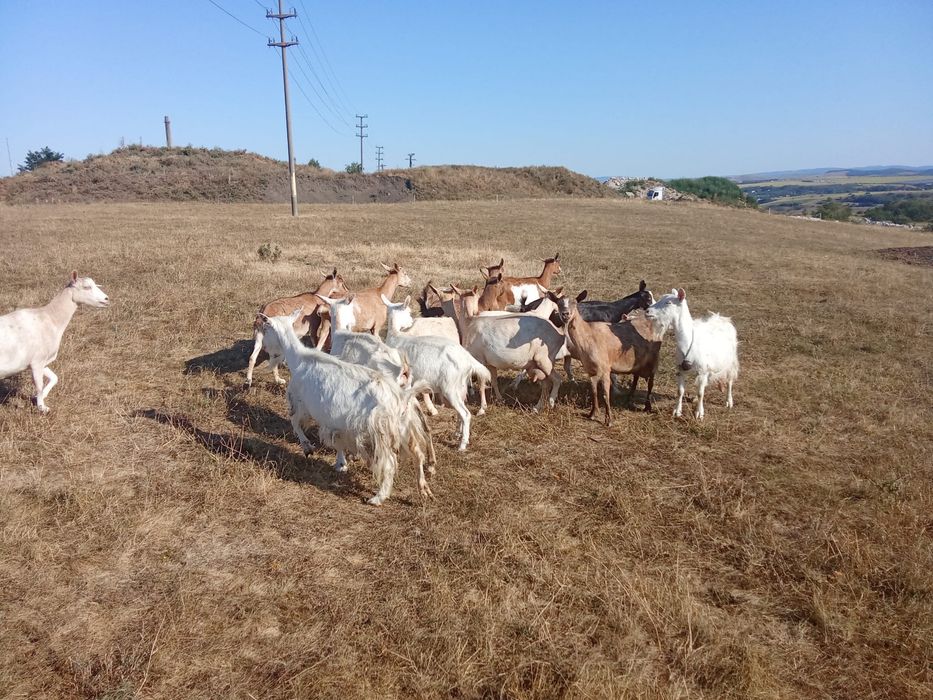 Vand 15 capre bune de lapte, Botosani, in oras.
