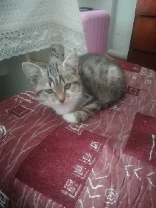 Отдам котят в добрые руки.