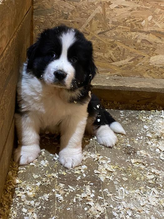 Ciobanesc Românesc de Bucovina