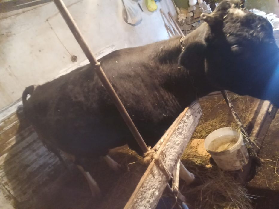 Продам срочно подам