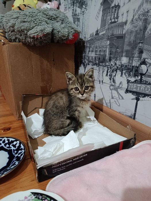 Продаётся котёнок ласковый игривый