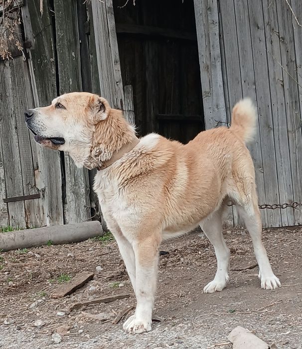 Вязка сабака Шымкент