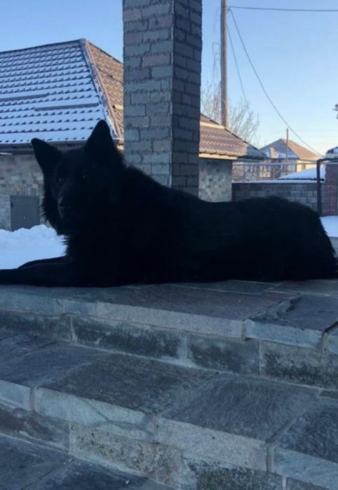 Кобель. Вязка. Черная немецкая овчарка