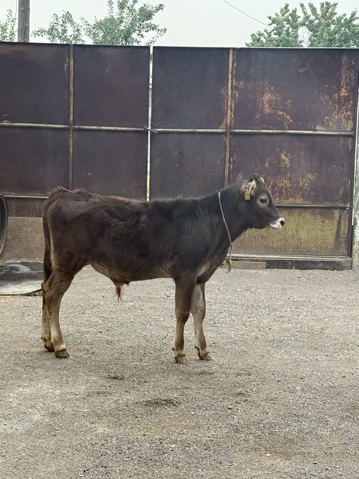 Продам Бычка Породистый