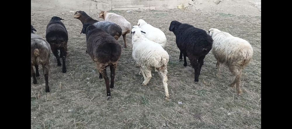 Bitta quchqor 8ta buğoz quylar sotiladi