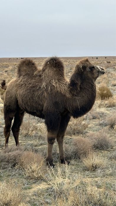 Түйе малын, сатымға шығару!