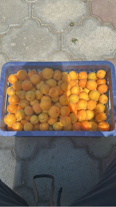 Вкусные Абрикосы свежие