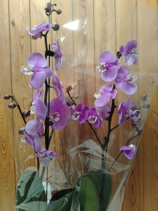 Орхидея! Орхидея!