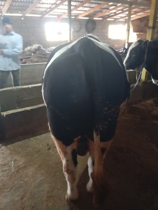 Бычки 2,5 годовалые