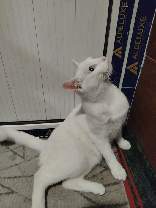 Turetski van sotiladi