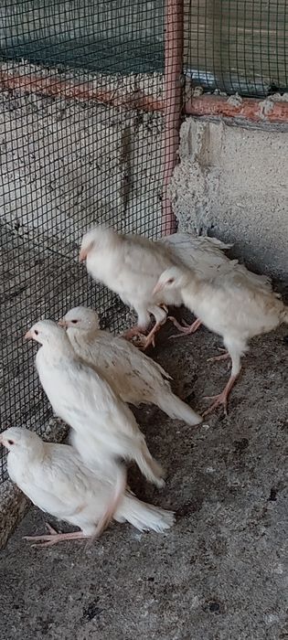 млади бели кеклици