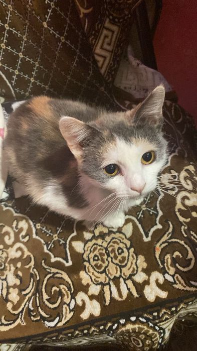 Кошки бесплатно в добрые руки