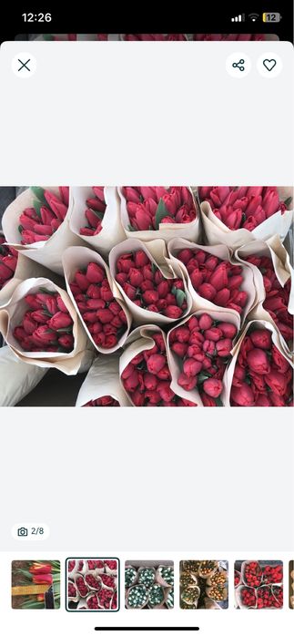 Тюльпаны по оптовый цене 200-250тг