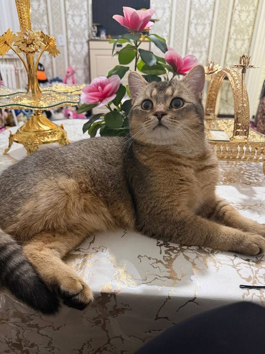 Zalatistiy shinshila viyaskaga