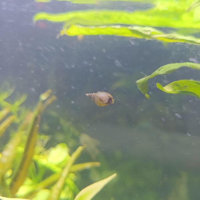 Улитка Хилена аквариумная