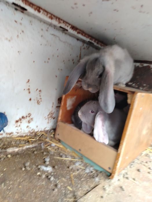 Куенлар сотилади еки эркак индюка алмаштираман кизиканлар болса алокаг