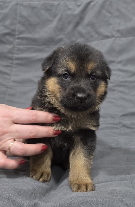 Немецкая овчарка