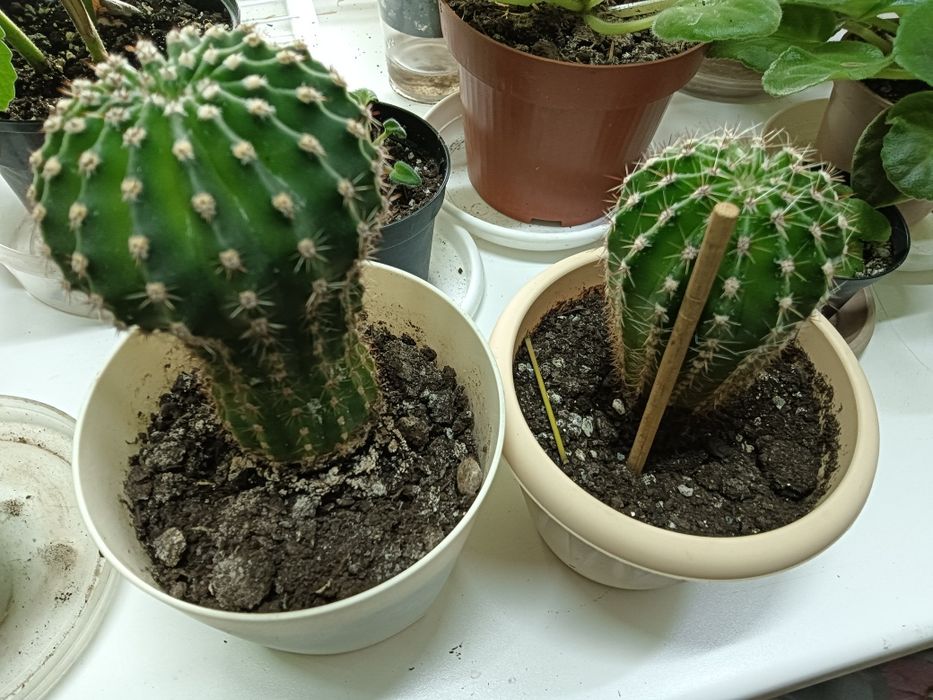 Цветочки от 700 т.