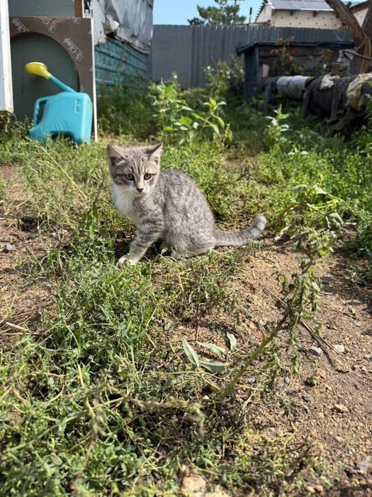 Котята бесплатно