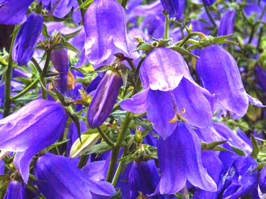 Синяя традесканция разные цветы