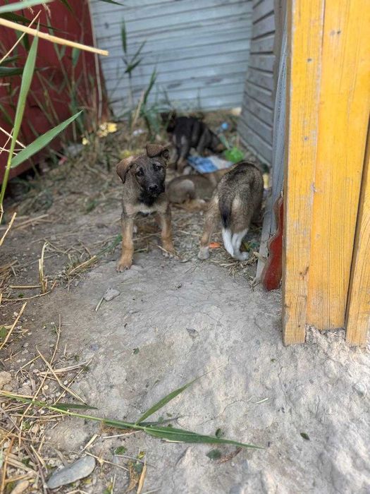 щенки бесплатно тегін