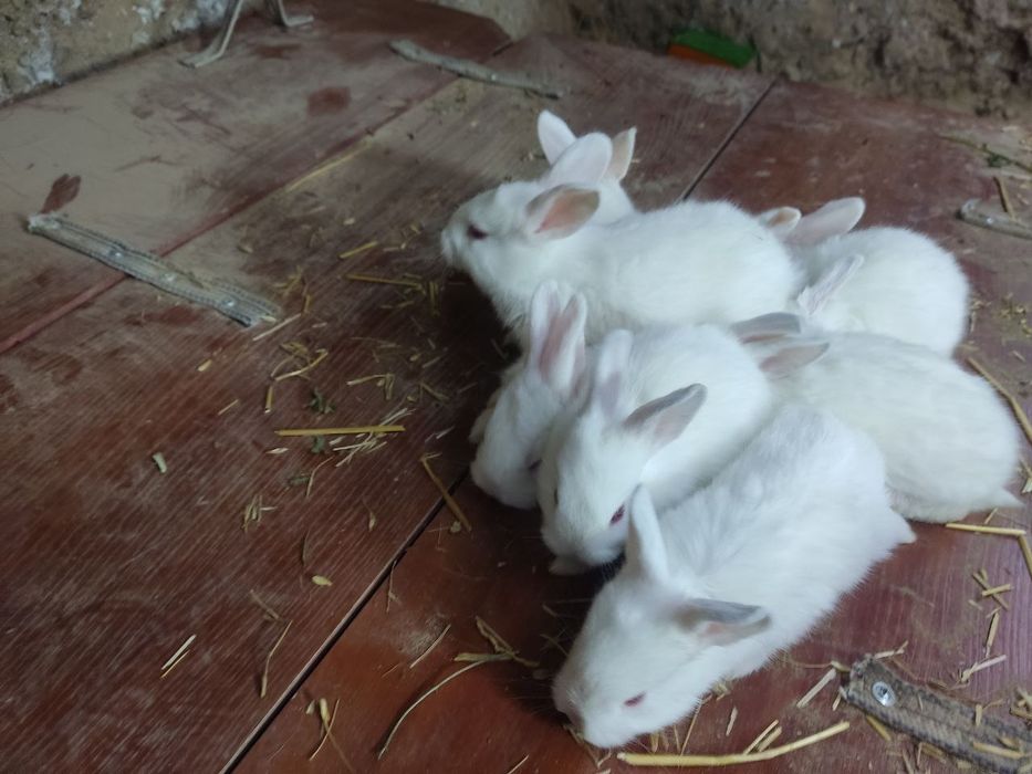 Quyon bolalari. Zotdor