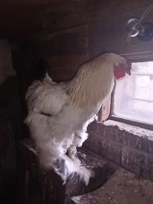 Продам домашних петухов