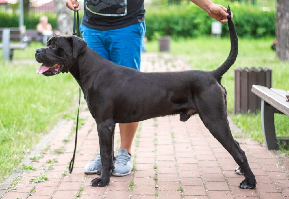 Mascul Cane Corso Italiano deosebit
