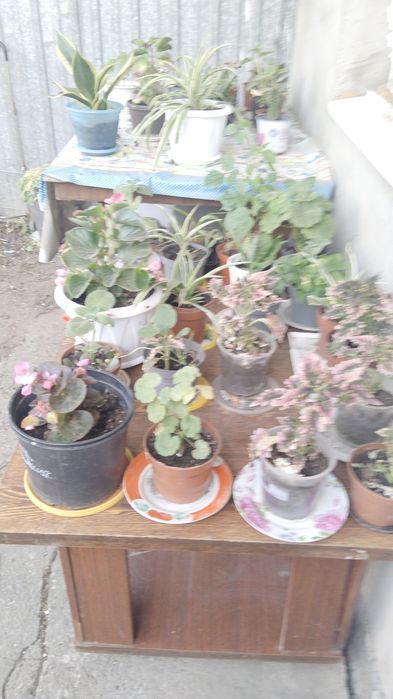 Цветы для офиса и дома