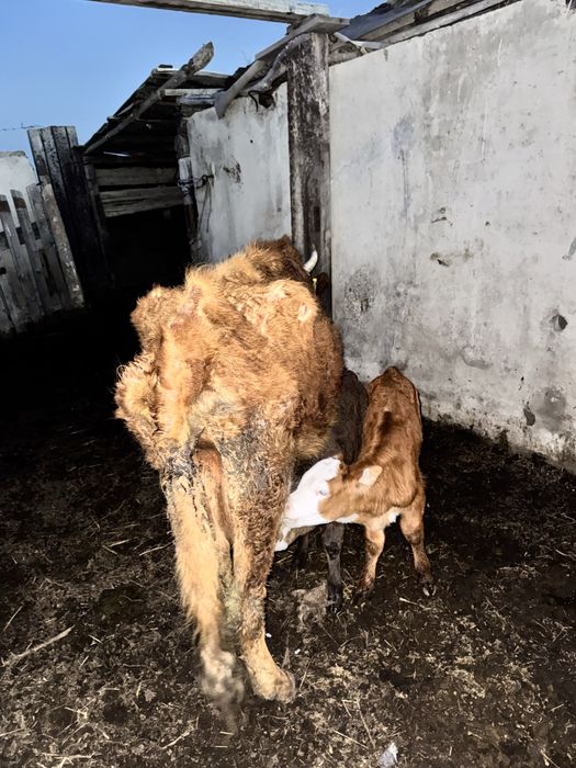 Коровы 30 голов за 20 млн