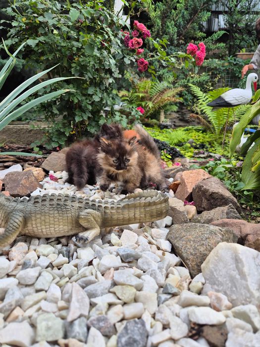 Котенок в добрые руки