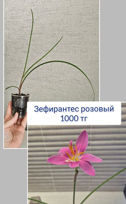 Декабрист эпипремнум комнатные цветы