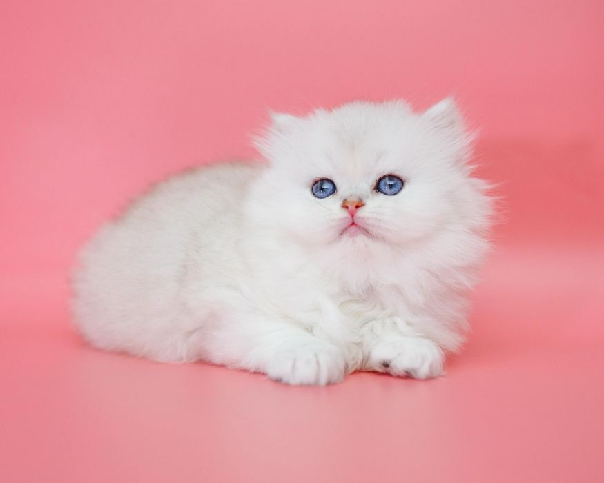 Серебро Шиншиллы котята