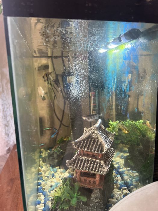 Аквариум 30 л с рыбками