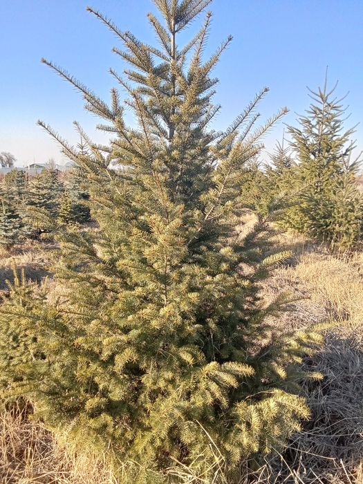 Пихта разных размеров