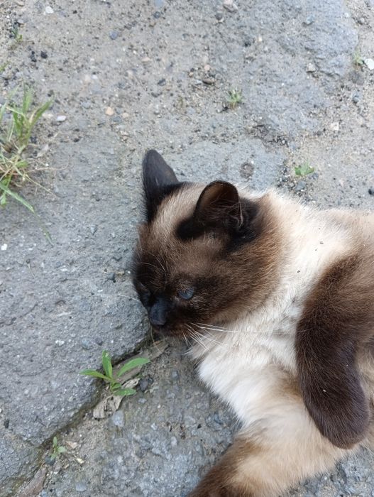 Отдам в добрые руки