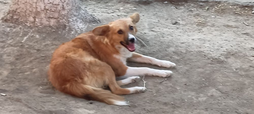 Устраиваются собаки сестрёнки им по 2 года желательно их не разлучать