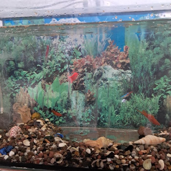Продам аквариум вместе с рыбками