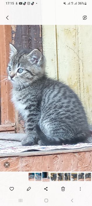 Котята шотландские