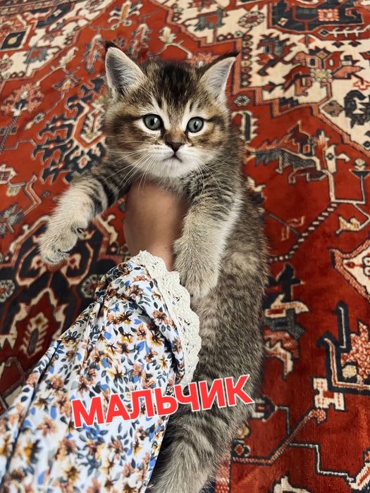 Продаются котята Британский Золотая шиншилы