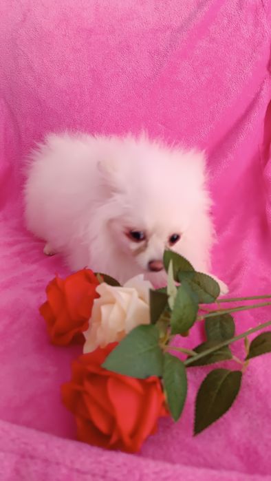 Девочка мини   шпиц