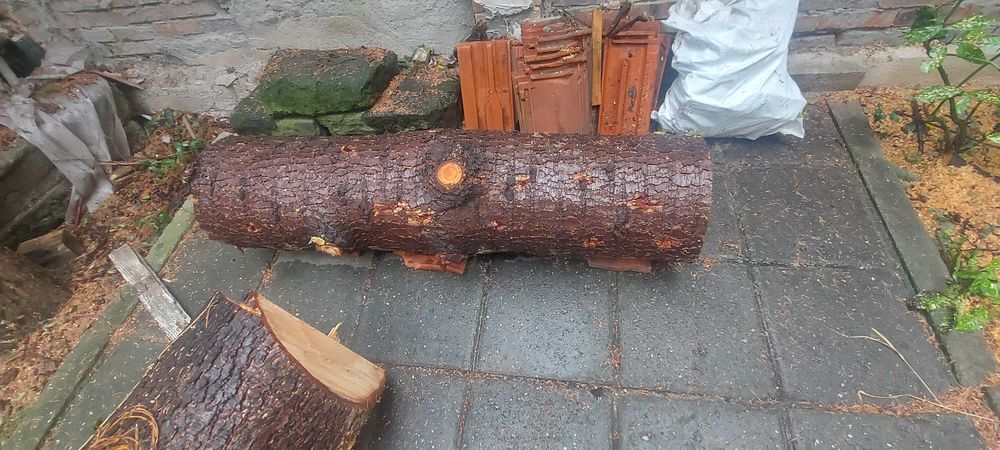 Трупи от дърво "Кедър"