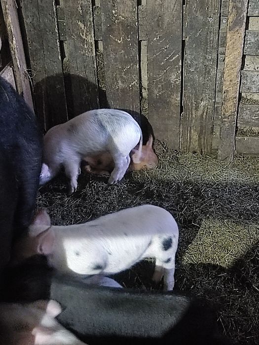 Продам поросят месячных порода Ландрас с дюрком