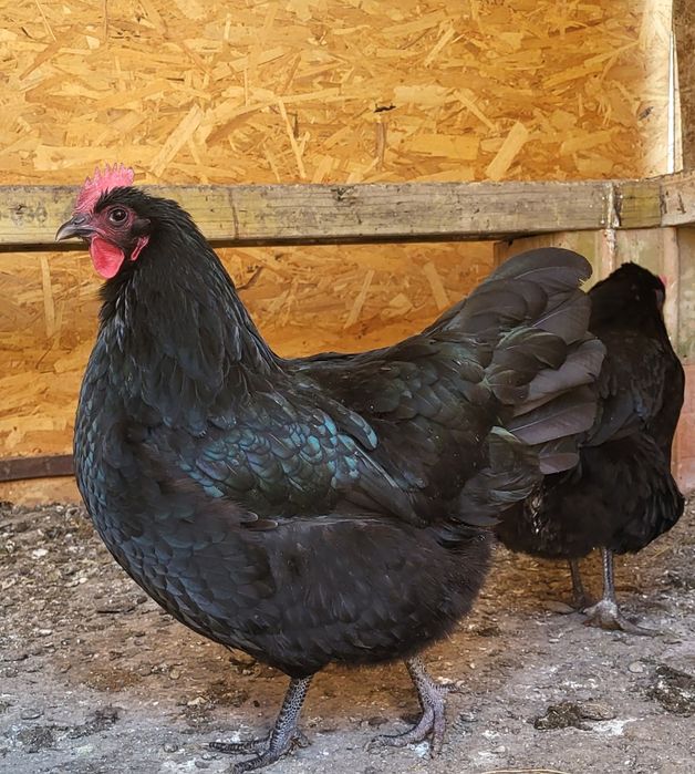 Pui din rasa Australorp