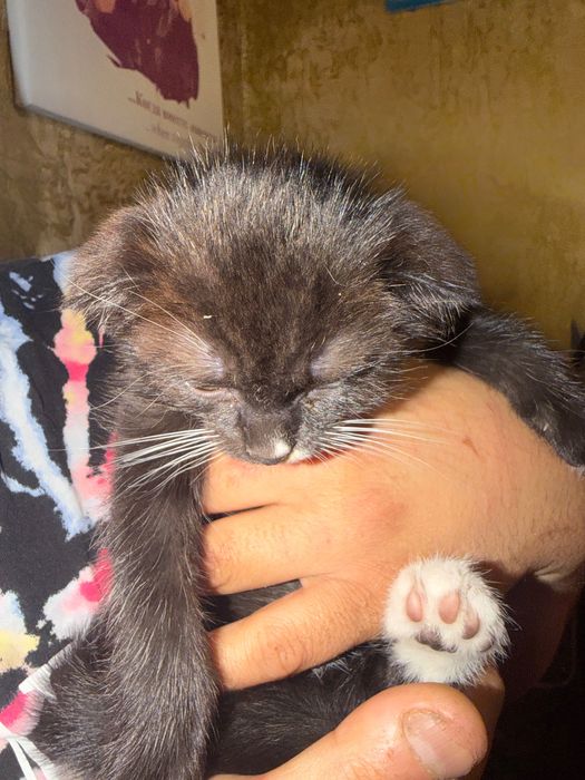 Котенок шотландский вислоухий