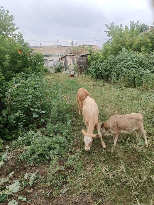 Срочна Продаются телята