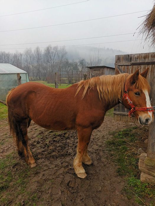 Iapă de vânzare de 14 ani