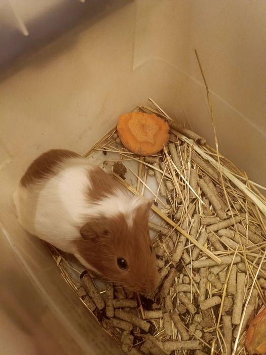 Морские    свинки