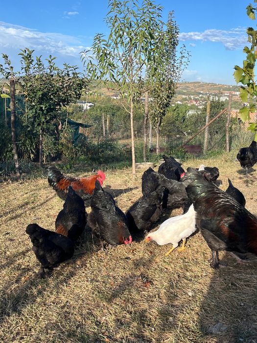 Australorp, Leghorn, Marans